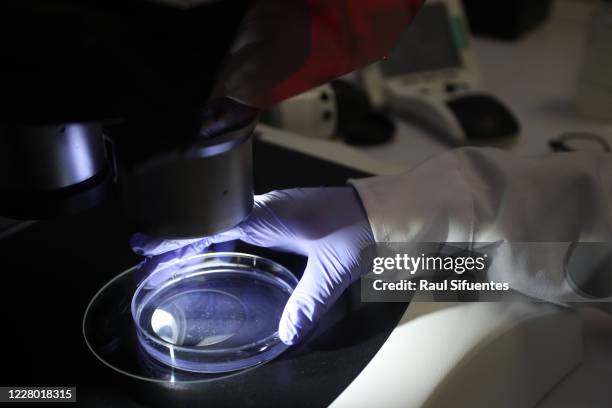 Detail of the hand of a scientist working on a microscope in the elaboration of the rapid molecular test for COVID 19 on August 12, 2020 in Lima,...