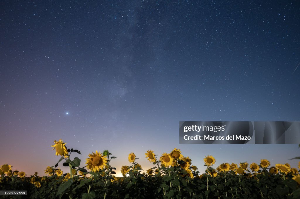 A meteor crossing the night sky over a sunflowers field...