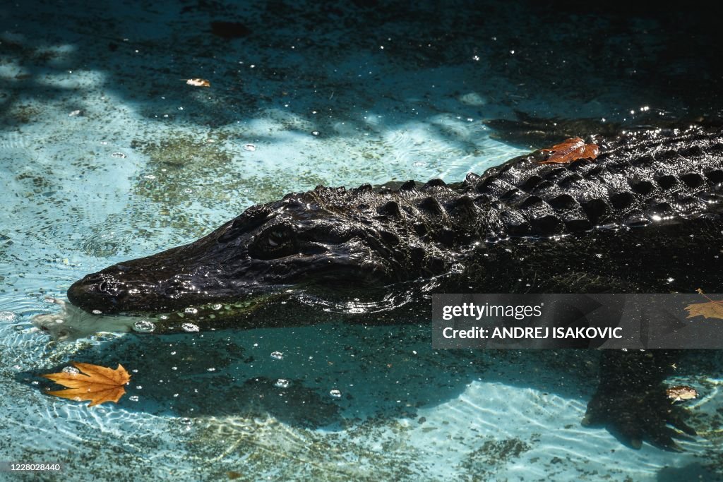 Muja Muja and world's oldest captive alligator, eats a rat while swimming ...