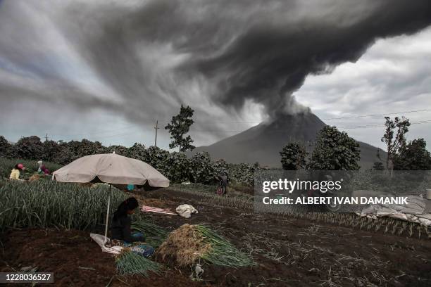 Farmers harvest their onion crops as Mount Sinabung spews volcanic ash during an eruption seen from Sukandebi village in Karo on August 14, 2020. -...