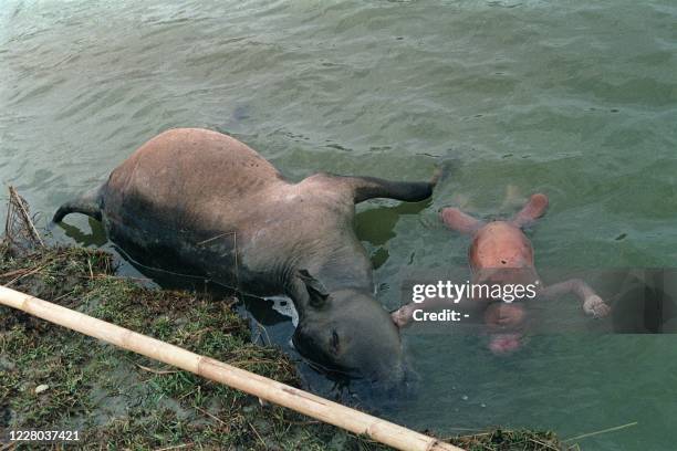 The body of a youngchild floats next to an animal carcass in flood waters 01 May 1991 in Banskhali in Chittagong district in the aftermath of...