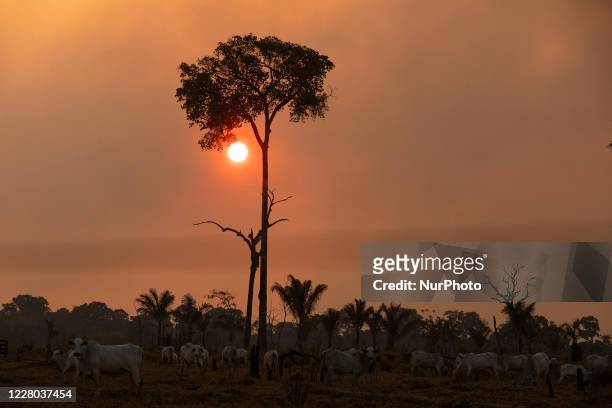 Cattle grazing and sky covered with smoke from burning in the Amazon rainforest on August 13, 2020. The Brazilian government has banned fires across...