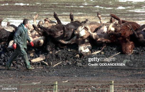 Farmworker inspects carcasses lying a bed of coal and straw to be incinerated in the fields of Netherside farm in Lockerbie some 120 km south of...