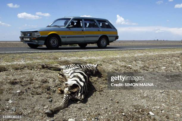 Motorist drives past a carcass of one of the hundreds of Zebras that died as a result of drought in Kenya lays, 15 January 2006 in the roadside in...