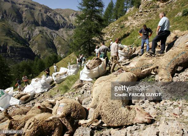 Des personnes évacuent, le 13 août 2004 à Saint-Etienne-de-Tinée, quelques-uns des quelque deux cents moutons qui ont été retrouvés morts après avoir...