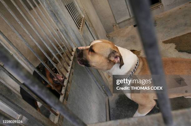 The American Staffordshire terrier which killed a 17-month-old girl in the Paris suburb of Sevran is held in the SPA dog pound 13 June 2006 at...