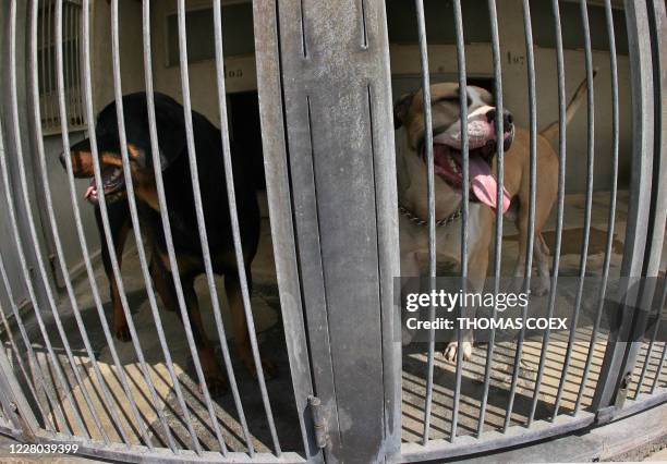 The American Staffordshire terrier which killed a 17-month-old girl in the Paris suburb of Sevran is held in the SPA dog pound 13 June 2006 at...