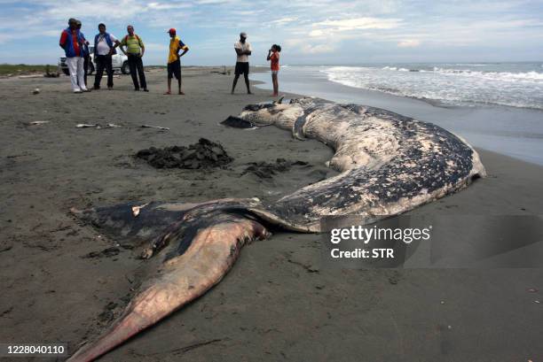 Locals look at the body of a dead whale in a beach in Arroyo de Piedra, Cartagena, Colombia on August 4, 2010. According to local wildlife officials...