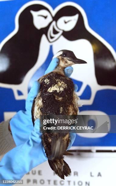 Un employé du centre de la Ligue pour la protection des oiseaux montre, le 03 janvier 2003 à Ares, un guillemot vivant et très mazouté des suites de...