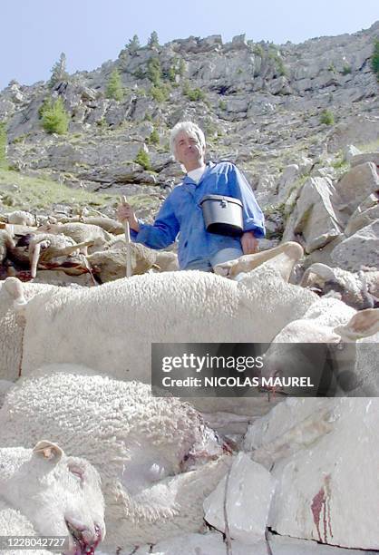 Roger Piche, éleveur de moutons, découvre le 18 juillet 2004 sur la commune de Beauvezers, les cadavres de 140 de ses brebis. Les bêtes sont...