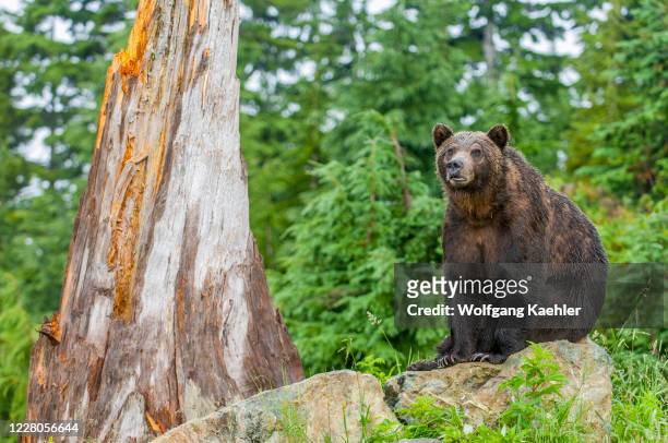 Grizzly bear is sitting on a rock at the wildlife park at Grouse Mountain in Vancouver, British Columbia, Canada.