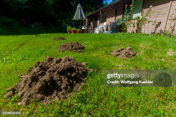 Mole hills in a lawn of a residential garden in Bellevue, Washington State, USA.