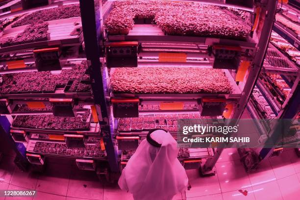 Picture shows the UAE's al-Badia Farms in Dubai, an indoor vertical farm using innovative hydroponic technology to grow fruits and vegetables all...
