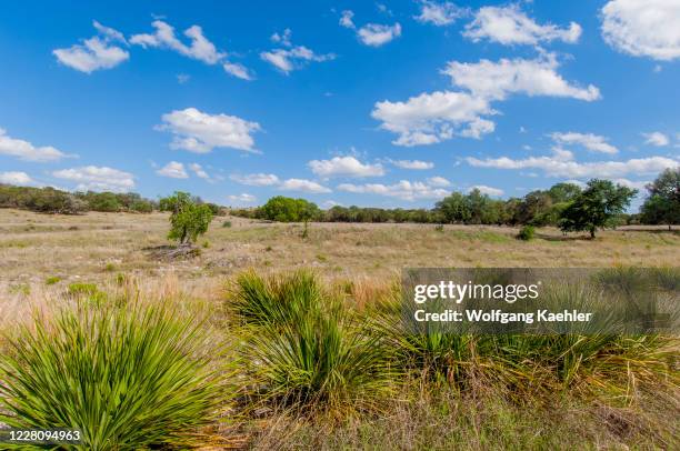 Texas Ranch Field 643 Texas Grassland Stock Photos, High-Res Pictures, and Images - Getty ...
