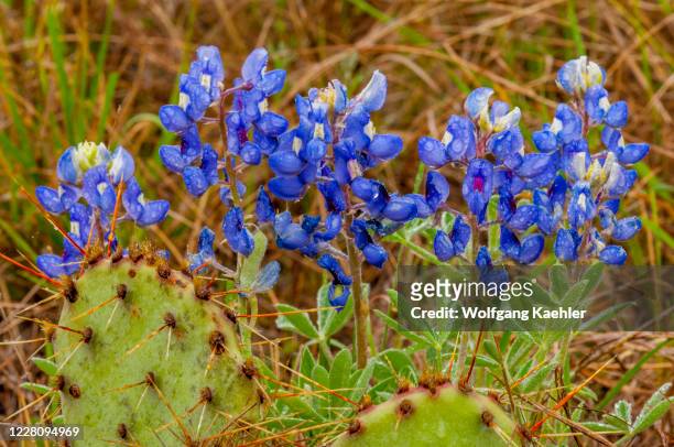 Bluebonnets and Opuntia, commonly called prickly pear, cacti in the Hill Country of Texas near Hunt, USA.
