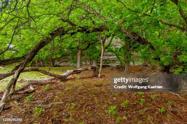 Grove of pecan and oak trees on Stowers Ranch in the Hill Country of Texas near Hunt, USA.