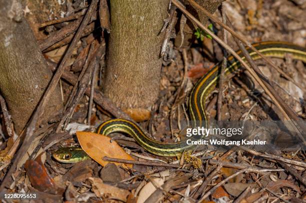 Garter snake is crawling through leaves in the Hill Country of Texas near Hunt, USA.