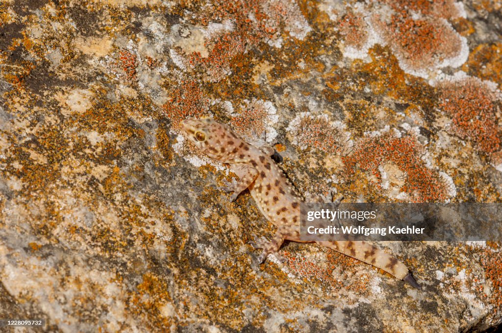A Mediterranean house gecko (Hemidactylus turcicus) is very...