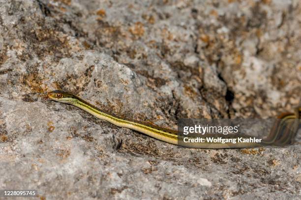 Garter snake is crawling over a rock in the Hill Country of Texas near Hunt, USA.