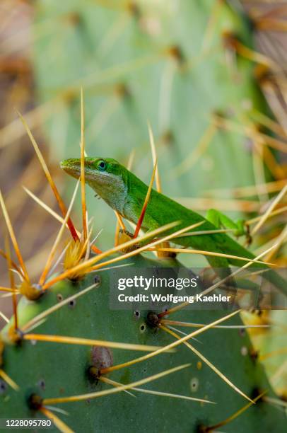 Green anole on an opuntia cactus in the Hill Country of Texas near Hunt, USA.