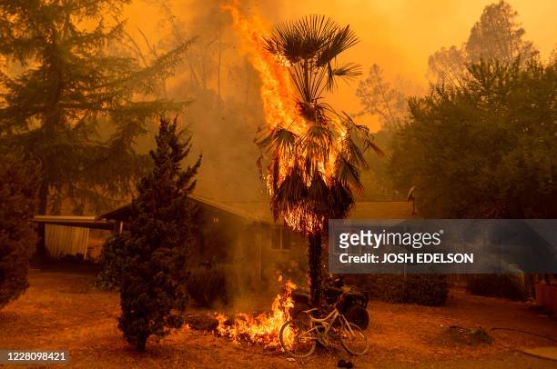 Palm tree and shrubs burn as flames approach a home as the Hennessey fire continues to rage out of control near Lake Berryessa in Napa, California on...