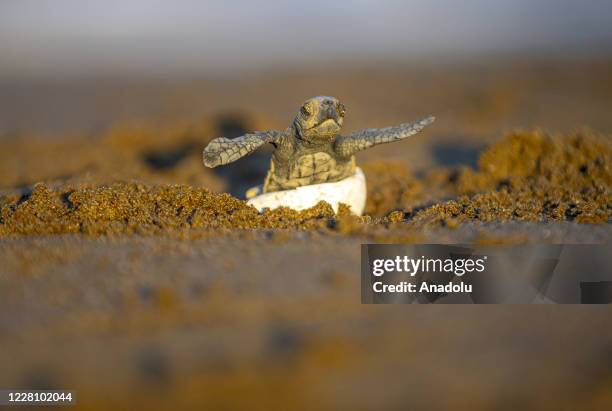 Turtle Hatch Machine Sea Turtle Hatching Photos and Premium High Res Pictures - Getty Images