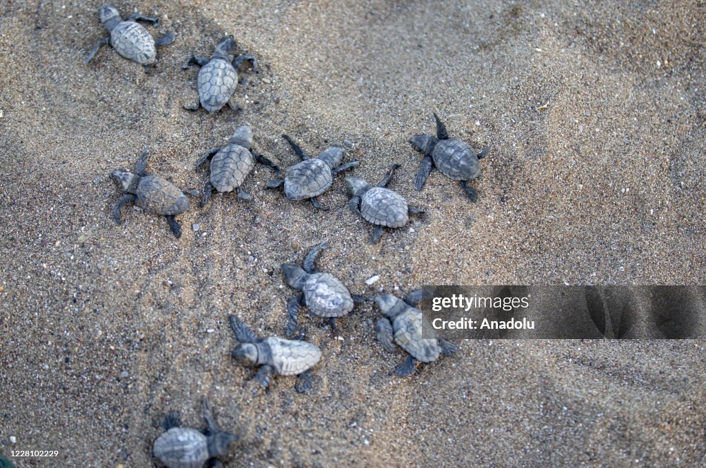 Patara Sea Turtle Conservation and Monitoring Program