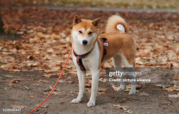 August 2020, Berlin: A 2-year-old bitch of the breed Shiba Inu is taken for a walk by his mistress in the Volkspark Friedrichshain. Guaranteed...