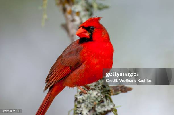 Male northern cardinal is perched in a tree in the Hill Country of Texas near Hunt, USA.