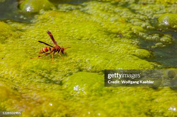 The Ranch Wasp 258 Stowers Ranch Photos & High Res Pictures - Getty Images