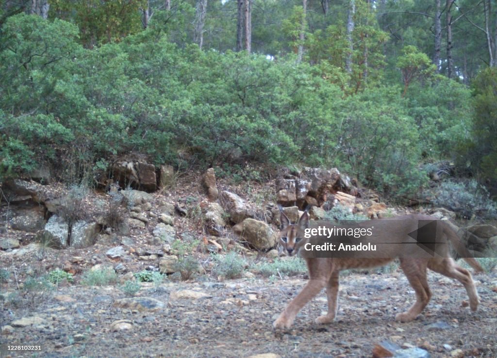 Ecosystem where caracal and Eurasian lynx live together found in Western Anatolia
