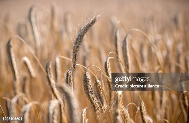 August 2020, Mecklenburg-Western Pomerania, Rosenow: Harvested rye stands on a field of the Marktfrucht Lützow farm. After two years of drought,...