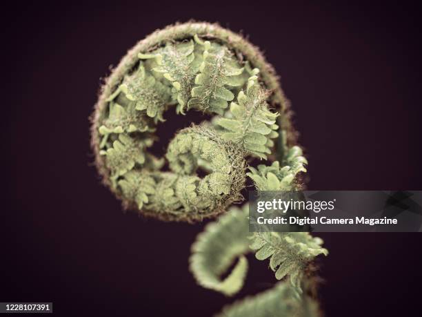Detail of an uncurled fern frond, taken on July 11, 2019.