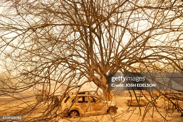 Singed Tree Photos and Premium High Res Pictures - Getty Images