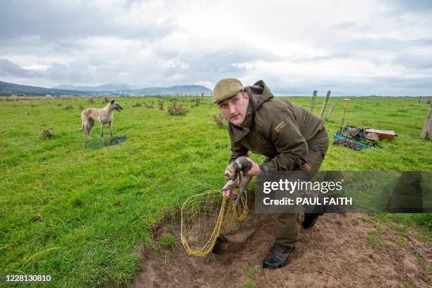 Professional rabbit catcher Steven McGonigal, with his dog Fudge, sets a net as he hunts for rabbits in County Donegal, northwest Ireland, on August...