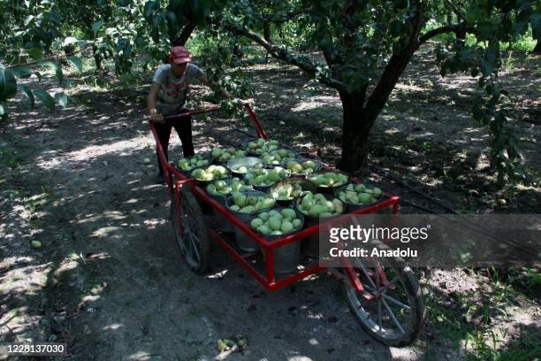 Boy pushes a cart with Santa Maria type of pears filled in buckets, collected from trees, during the harvest time at the Gursu Plain in Bursa, Turkey...
