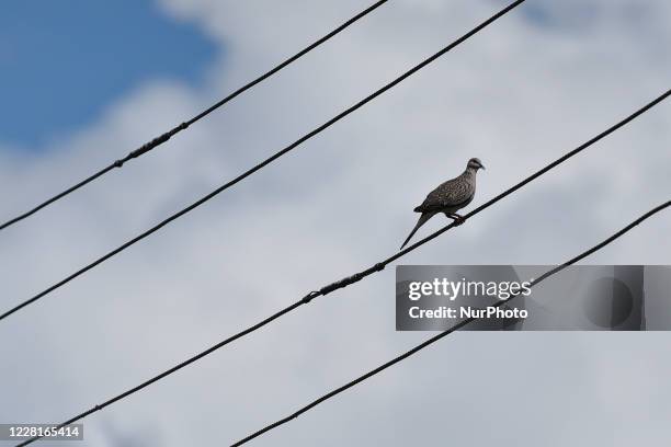Spotted dove seen in the wire during ongoing Prohibitory lockdown as concerns about the spread of Corona Virus at Kirtipur, Kathmandu, Nepal on...