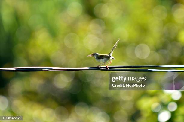 Common tailorbirds seen in the wire during ongoing Prohibitory lockdown as concerns about the spread of Corona Virus at Kirtipur, Kathmandu, Nepal on...