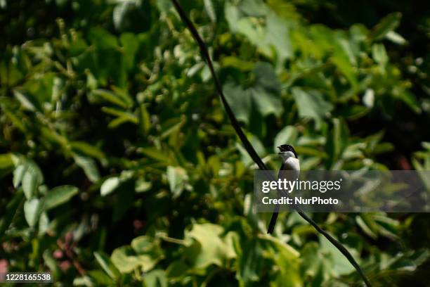 Long-tailed shrike or rufous-backed shrike seen in the wire during ongoing Prohibitory lockdown as concerns about the spread of Corona Virus at...