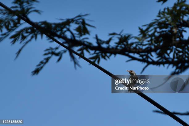 Common tailorbirds seen in the tree during ongoing Prohibitory lockdown as concerns about the spread of Corona Virus at Kirtipur, Kathmandu, Nepal on...