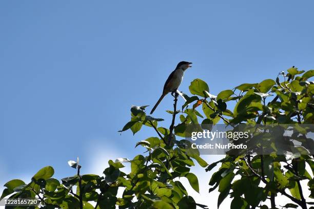 Long-tailed shrike or rufous-backed shrike seen in the tree during ongoing Prohibitory lockdown as concerns about the spread of Corona Virus at...