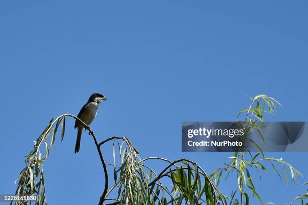 Long-tailed shrike or rufous-backed shrike seen in the tree during ongoing Prohibitory lockdown as concerns about the spread of Corona Virus at...
