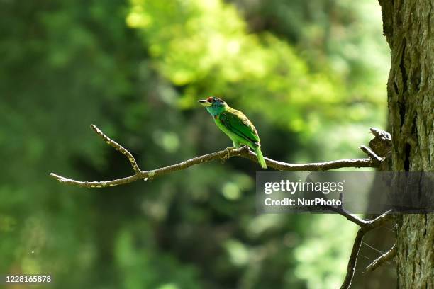 Blue-throated barbet seen in the tree during ongoing Prohibitory lockdown as concerns about the spread of Corona Virus at Kirtipur, Kathmandu, Nepal...