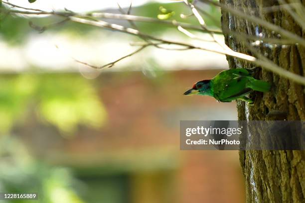 Blue-throated barbet seen in the tree during ongoing Prohibitory lockdown as concerns about the spread of Corona Virus at Kirtipur, Kathmandu, Nepal...
