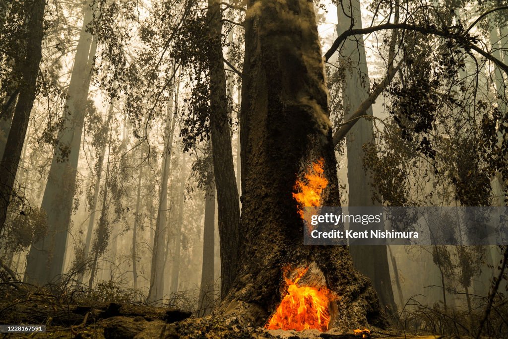 CZU August Lightning Complex Fires tears through Big Basin Redwoods State Park