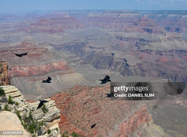 Birds fly over the Grand Canyon from the South Rim side on August 24, 2020.