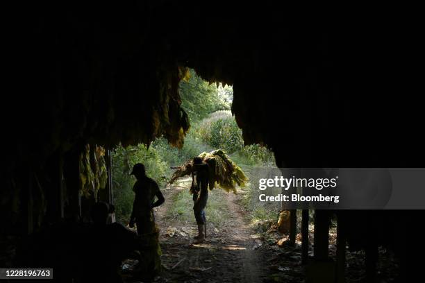 Workers house harvested burley tobacco in a barn in Shelbyville, Kentucky, U.S., on Thursday, Aug. 20, 2020. An experimental Covid-19 vaccine that's...