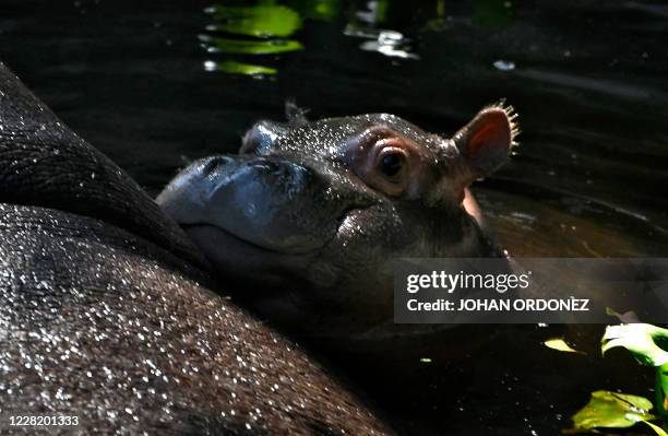 Hippopotamus calf is seen in the water at the La Aurora zoo in Guatemala City after it reopened its doors to the public on August 25, 2020 after more...