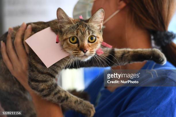 Cat owner wearing face masks take her cat for neutering at The Veterinary Council of Thailand on August 26, 2020 in Bangkok, Thailand. As the...