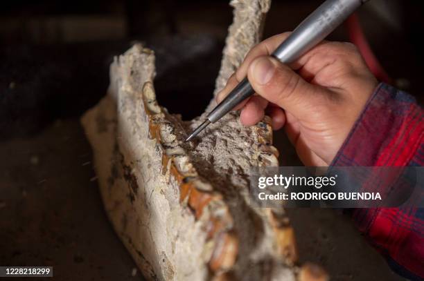 Ecuadorian paleontologist Jose Luis Roman, cleans the jaw of a toxodon found at the Azuay province , at the paleontology laboratory of the Escuela...